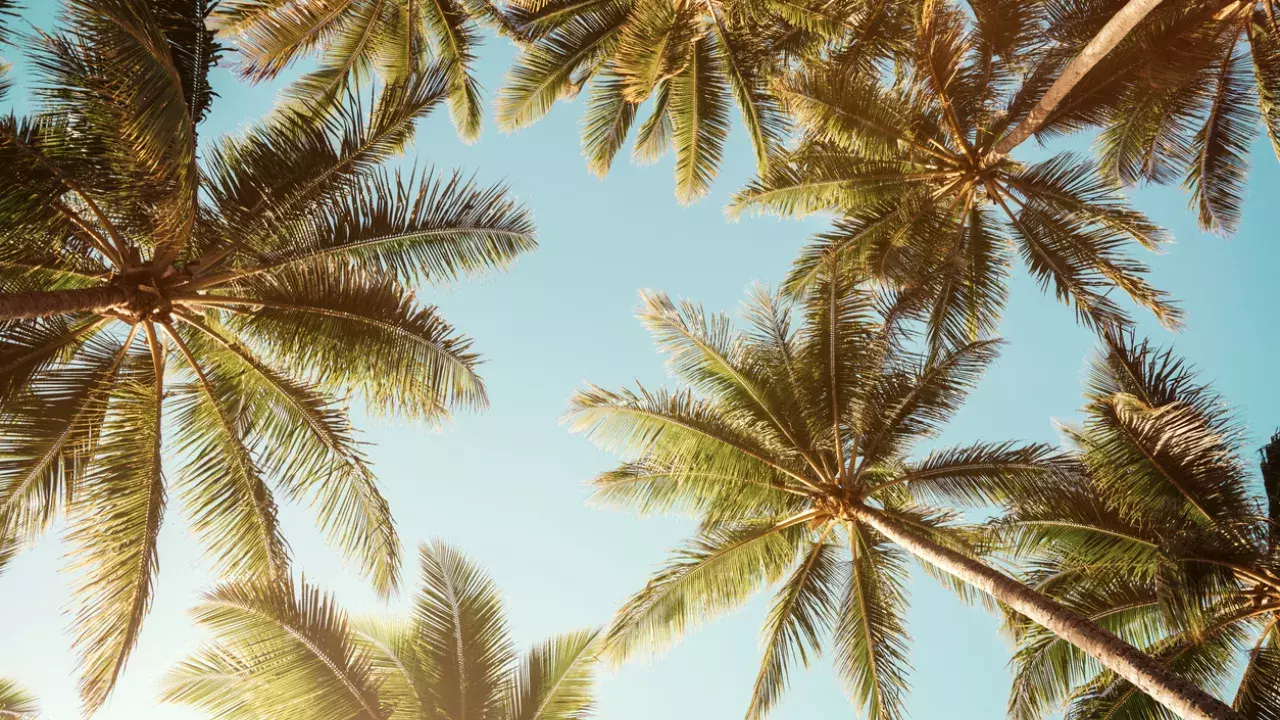 Shot taken underneath palm trees with a blue sky behind them. 