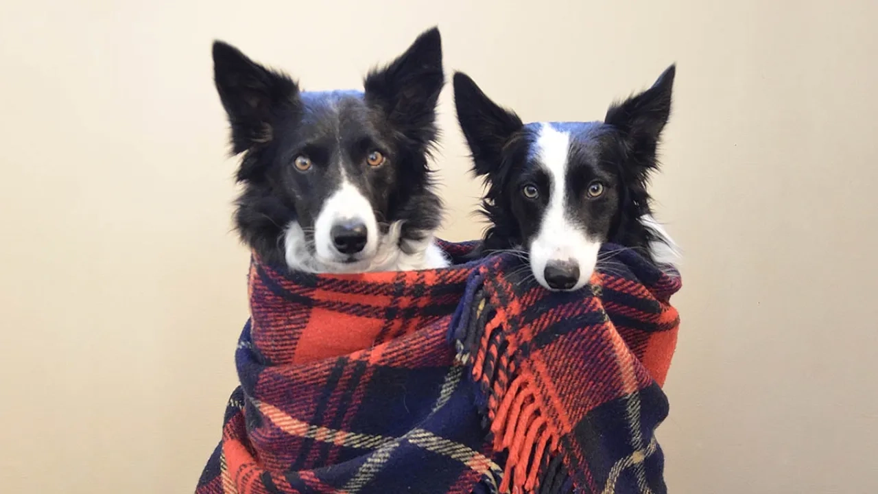 Two dogs huddled together in a blanket