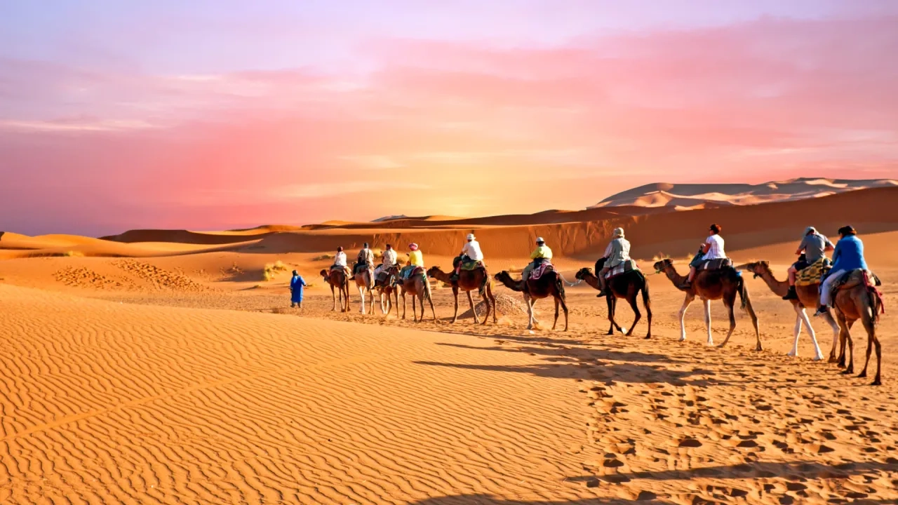 Camel caravan going through the sand dunes in the Sahara Desert, Morocco at sunset