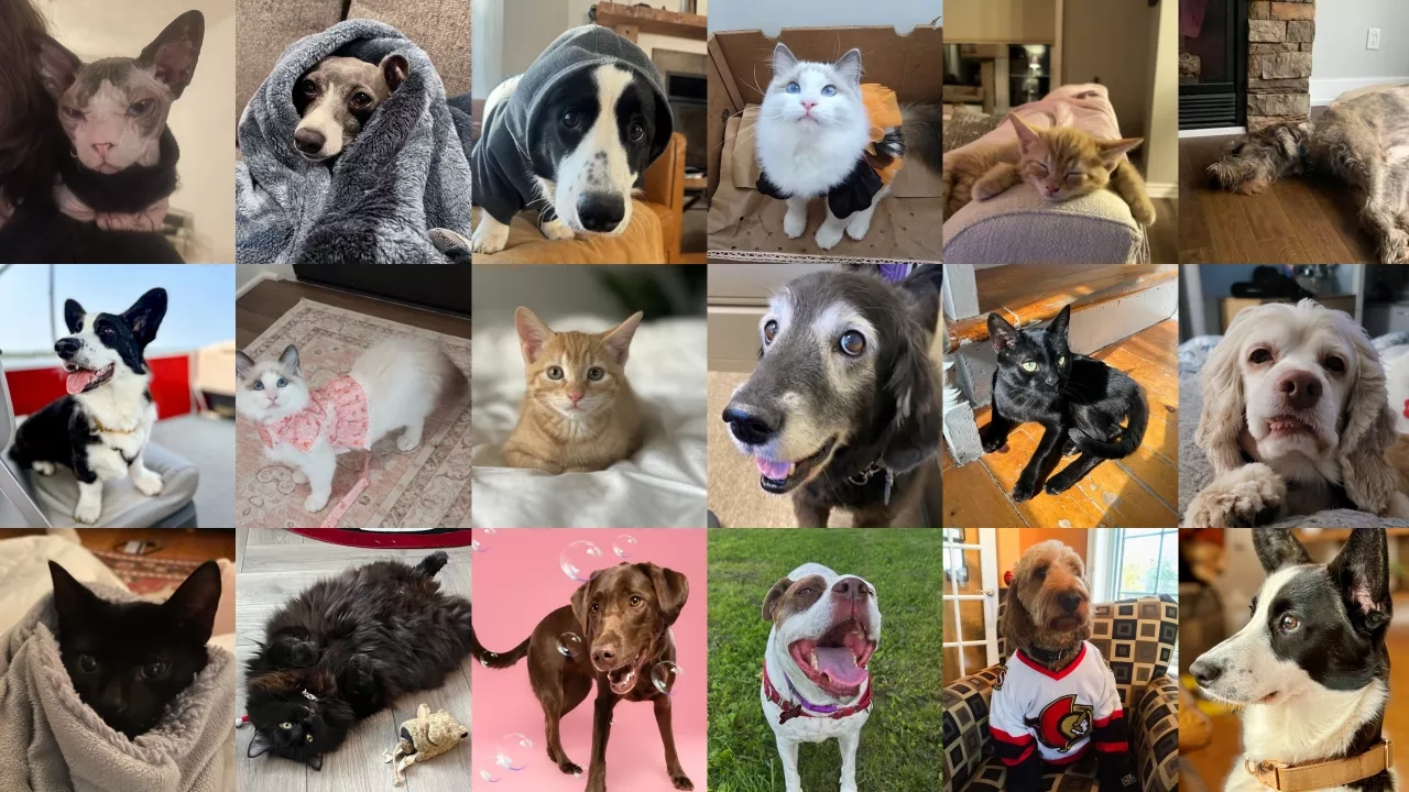 Collage of pets