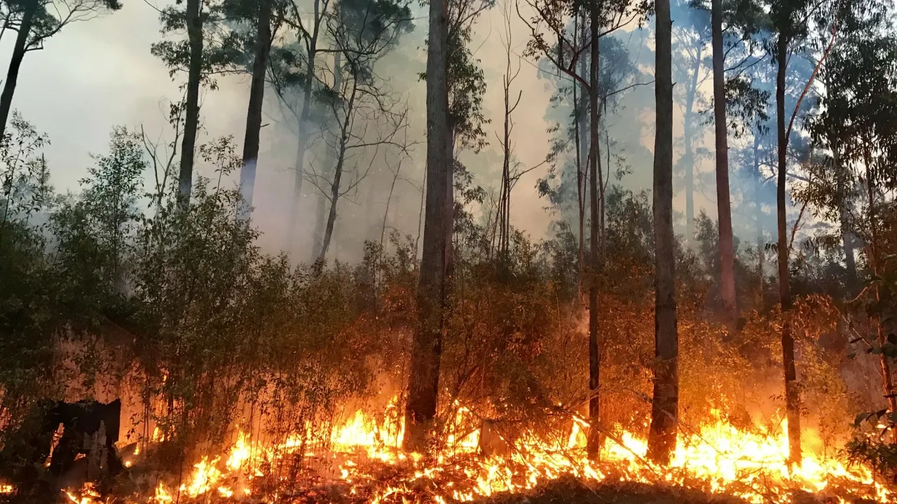 wildfire in forest
