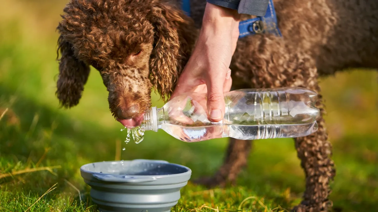 dog drinking water