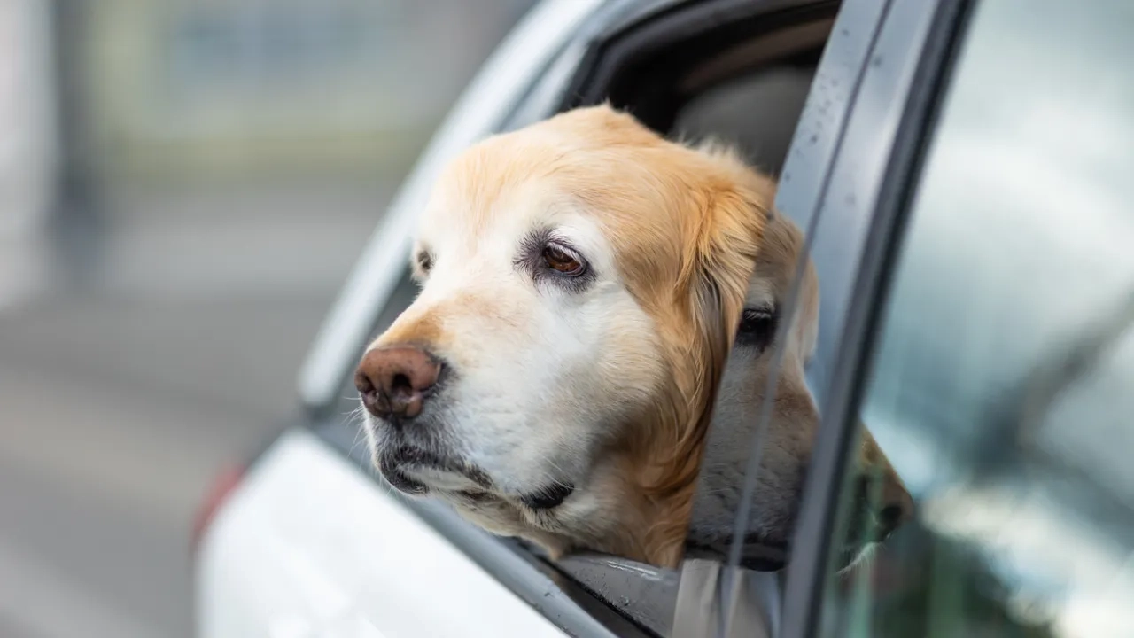 dog in car
