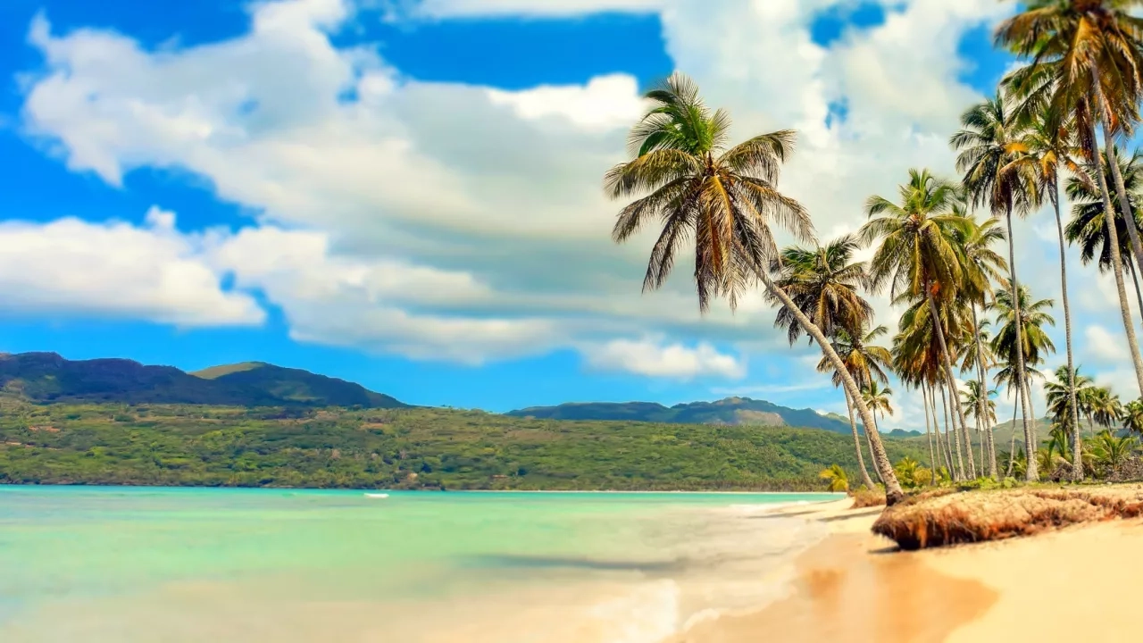 Palm tress on beach