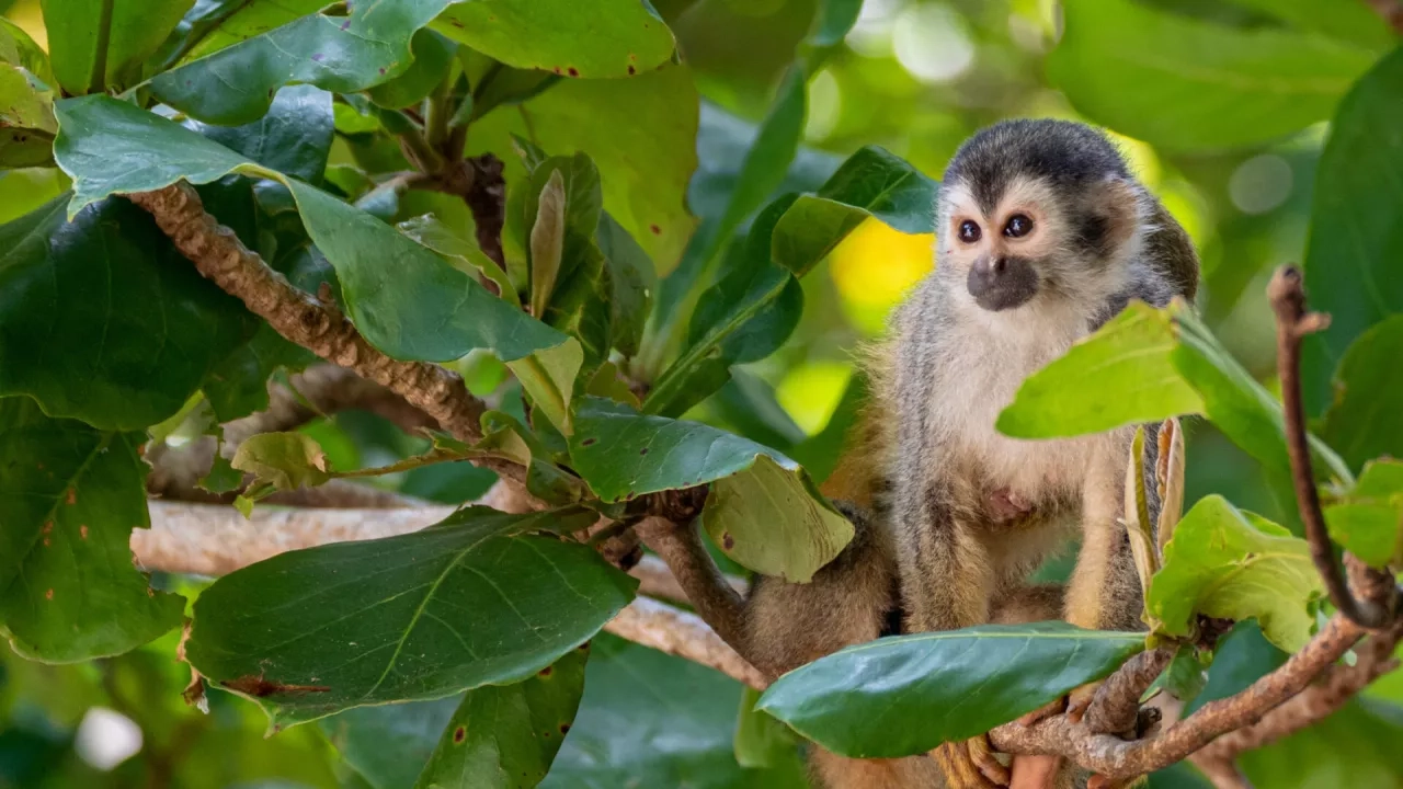 Wild Squirrel Monkey in Manuel Antonio National Park on the Pacific Coast of Costa Rica