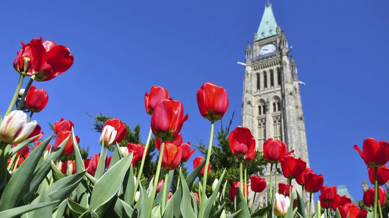 Tulip Festival in Ottawa
