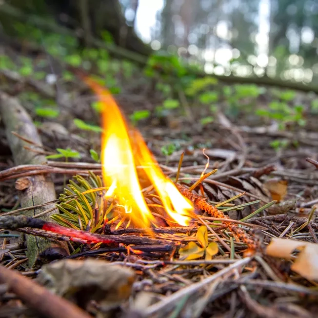 Combustion of dry coniferous forest. Beginning of woods fire.