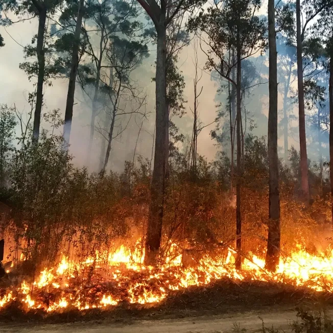 wildfire in forest