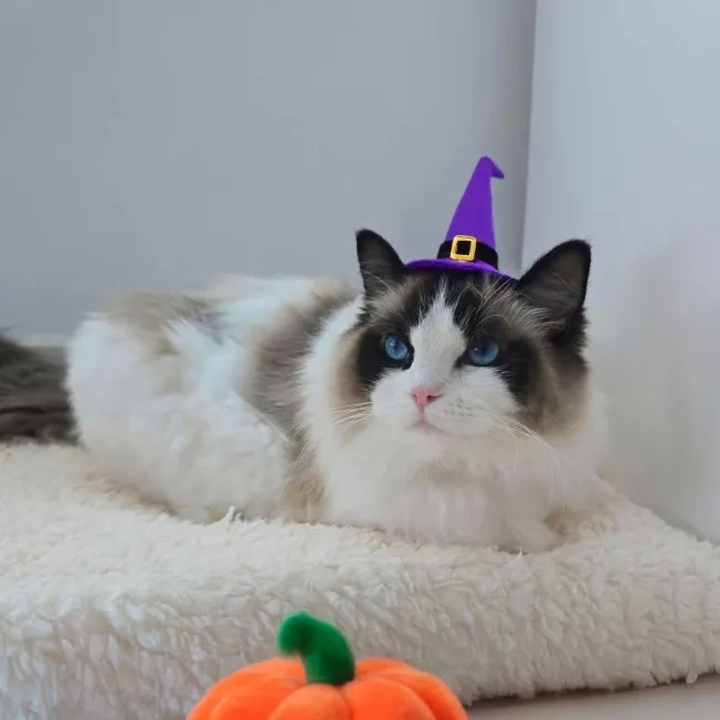 Cat laying down in a witch hat in front of pumpkin decor