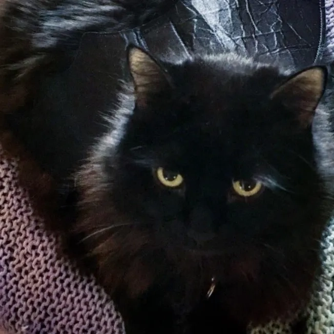 Cat laying down wearing dark dragon wings
