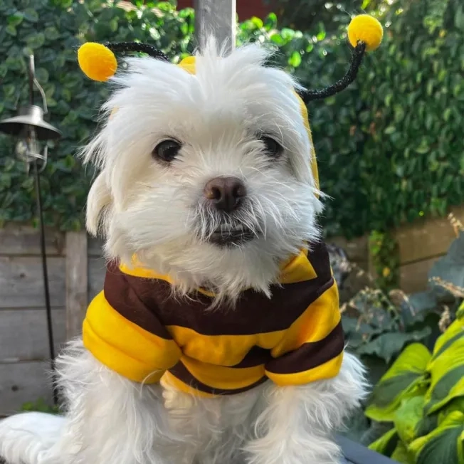 Small dog sitting outdoors wearing a bumblebee costume
