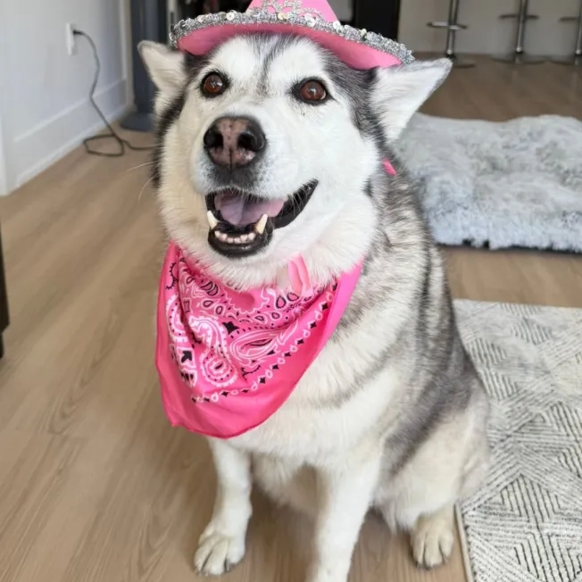 Dog posing inside wearing a pink cowboy hat and bandana