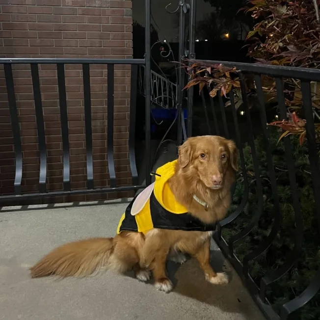 Dog sitting on outdoor porch wearing bumblebee Halloween costume