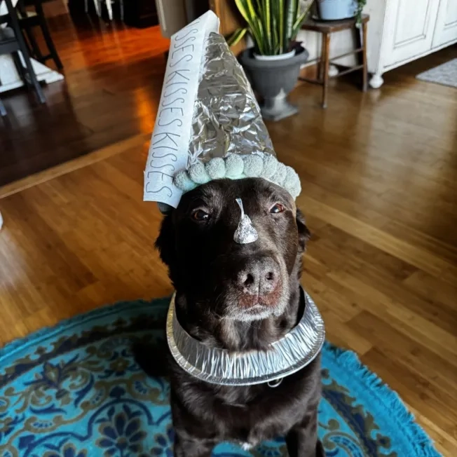 Dog posing indoors while wearing a Halloween chocolate costume