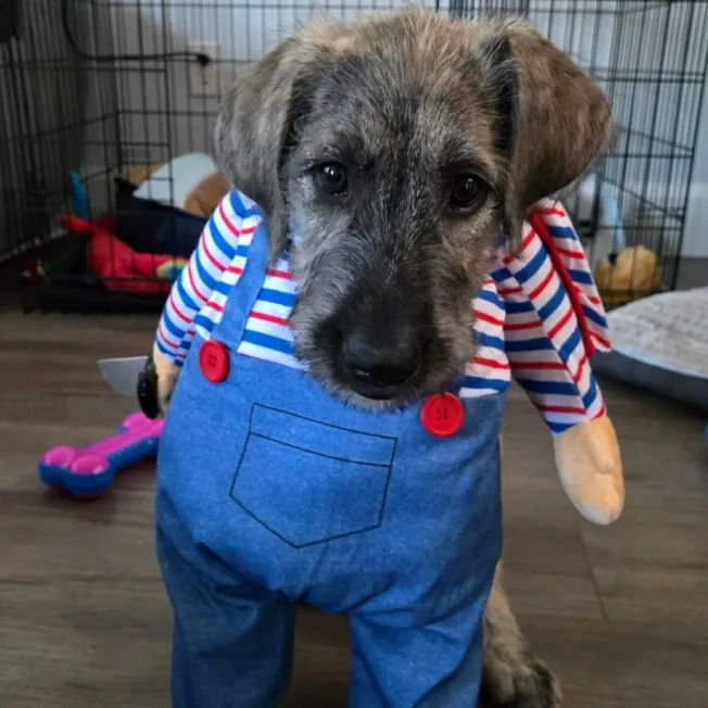 Dog wearing a horror character Halloween costume