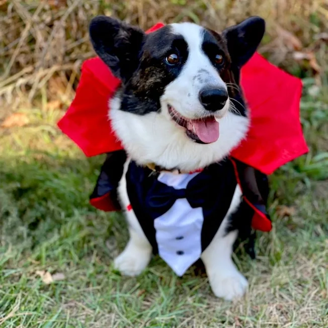 Dog sitting outdoors in a vampire Halloween costume