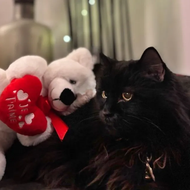 Black cat laying next to Valentine's Day stuffed bear that says "Je t'aime"