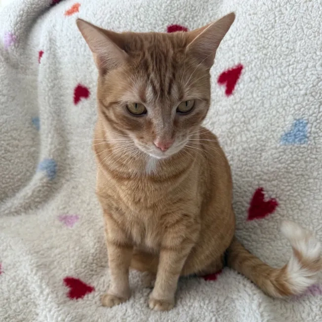 Cat sitting on blanket of hearts