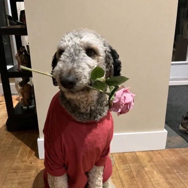 Dog posing with red shirt and rose in mouth