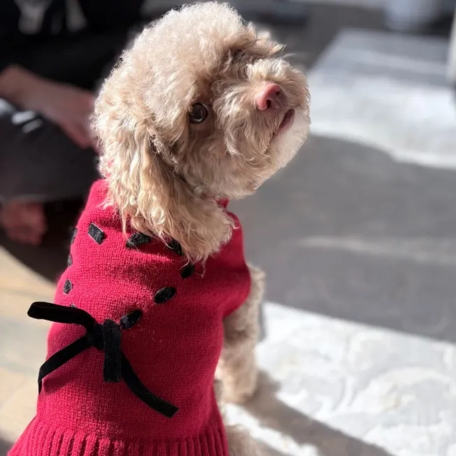 Dog posing in a sweater with a heart on it
