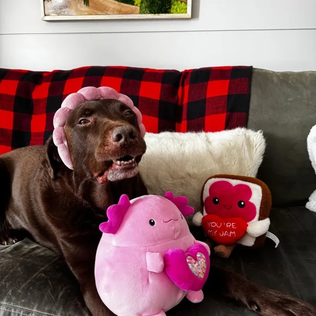 Dog sitting with Valentine's Day props around them