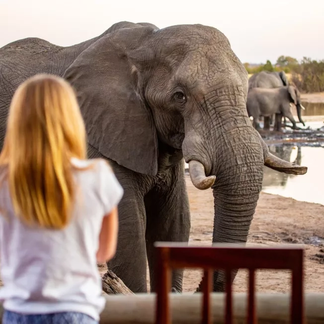 Close up of African Elephant