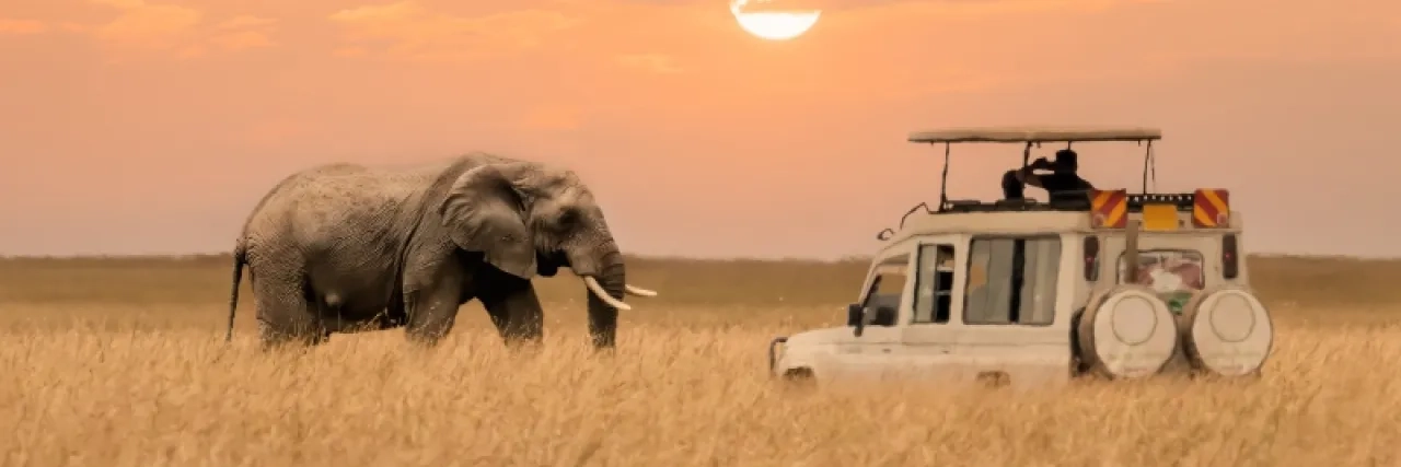 Africa safari at sunset with an elephant