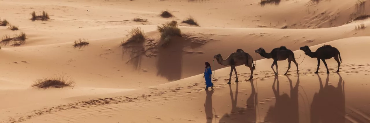 Group of camels in Africa