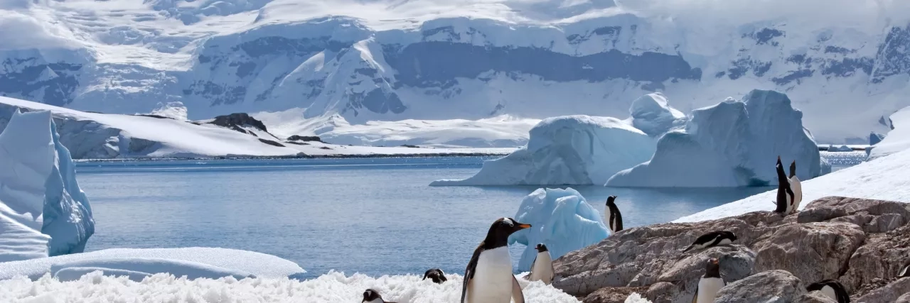 Penguins in Antarctica