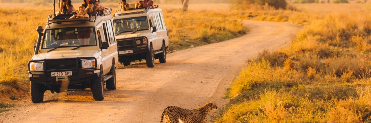 African Safari