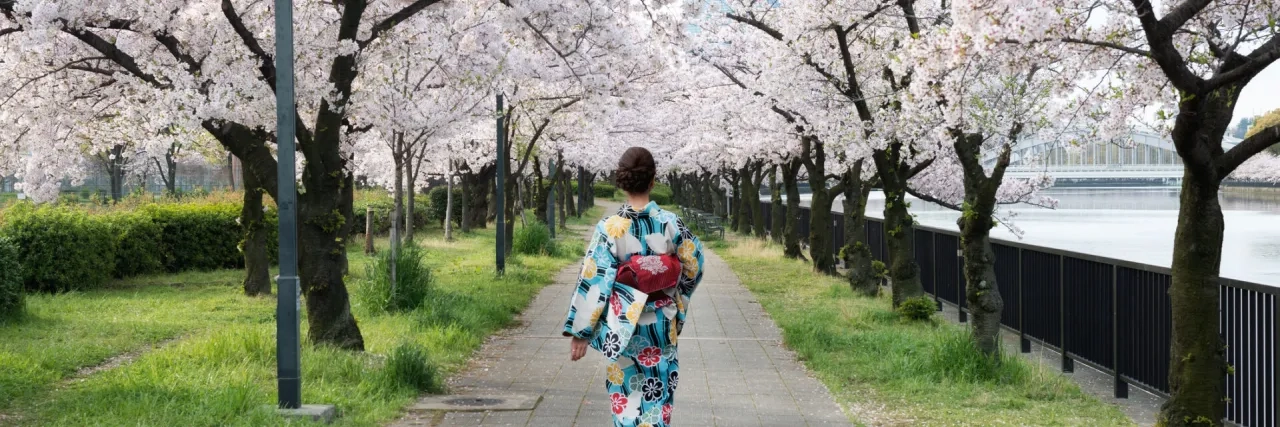 Asian woman wearing traditional japanese kimono in cherry blossom garden in Osaka, Japan. Spring season in Japan.
