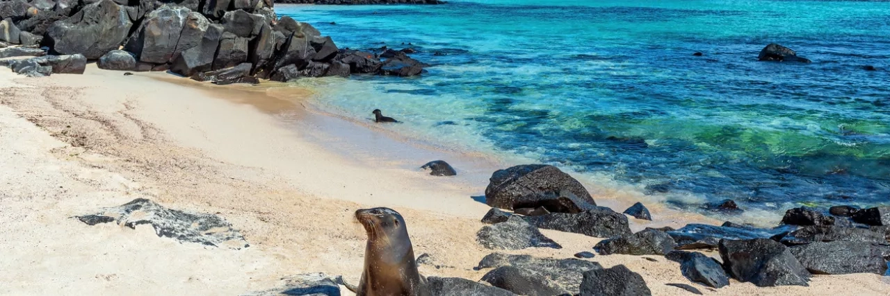 Galapagos Sea Lion, Espanola Island, Ecuador