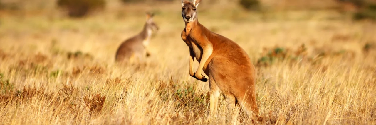 Red Kangaroo in grasslands in the Australian Outback