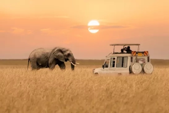 Africa safari at sunset with an elephant