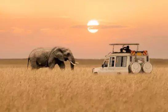 Africa safari at sunset with an elephant