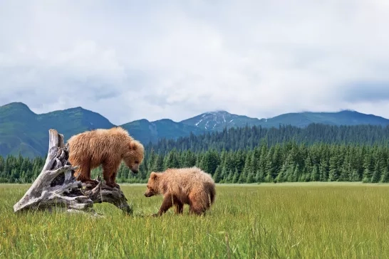 Two grizzly bears playing in Alaska. 