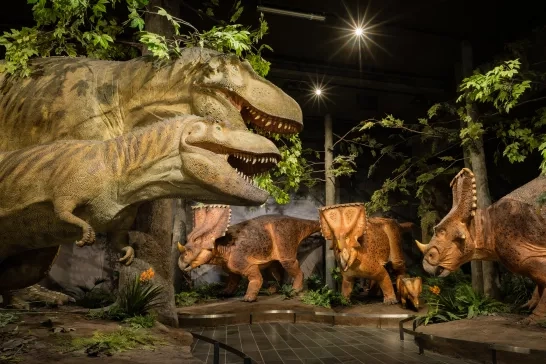 Fossil Gallery at the Canadian Museum of Nature