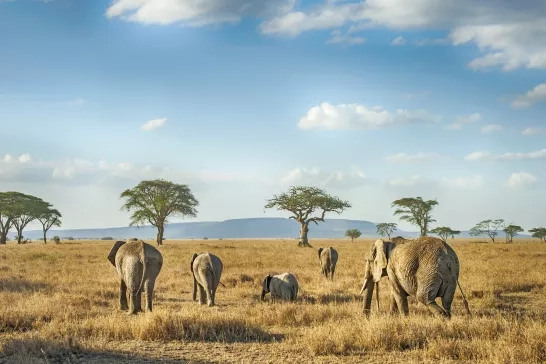 Group of African Elephants in Serengeti National Park, Tanzania