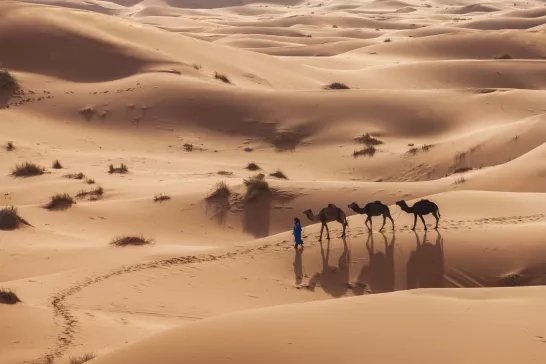 Group of travellers riding camels in Morocco, Africa