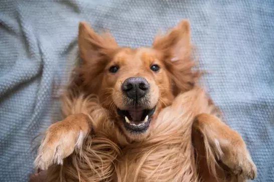 Cute golden hound laying on their back for a photo-op