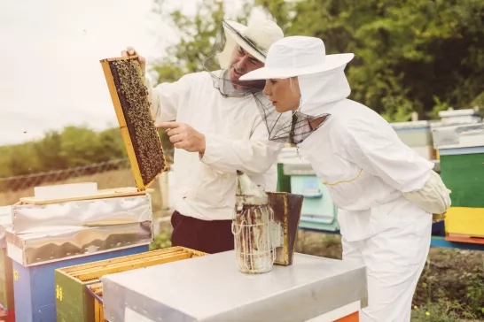 Beekeeper educated a traveller on the beehives in an apiary.