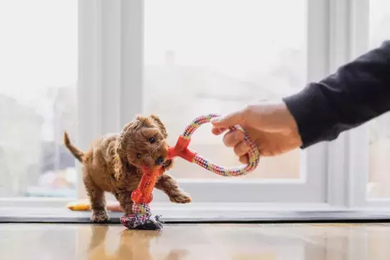 Puppy playing tug of war with owner and chew toy