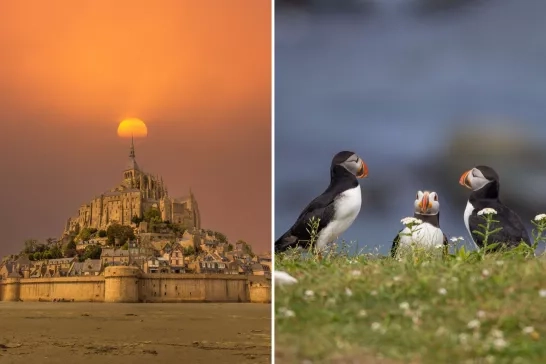 Split photo of Mont-Saint-Michel Abbey in France and puffins in Newfoundland