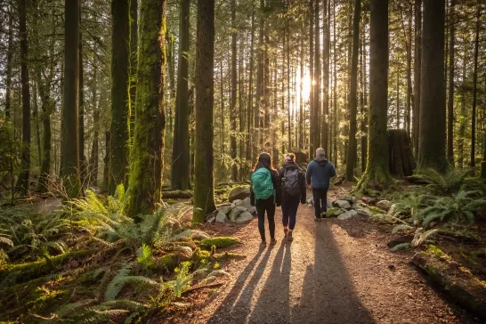 Multi-Ethnic Family Walking Along Sunlit Forest Trail, Father and Daughters stock photo