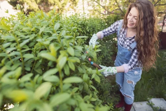 woman is cutting the hedge in her backyard