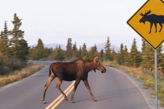 Cow moose crosses the Parks Highway in Denali National Park, Alaska