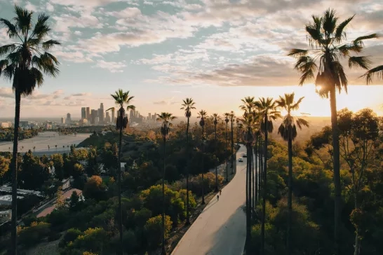 Palm Tree-Lined Street Overlooking Los Angeles at Sunset