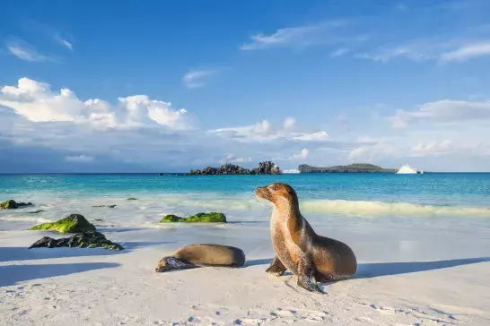 Galapagos sea lion (Zalophus wollebaeki) at the beach of Espanola island