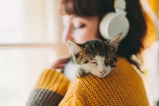 Kitten sleeping on owners shoulder