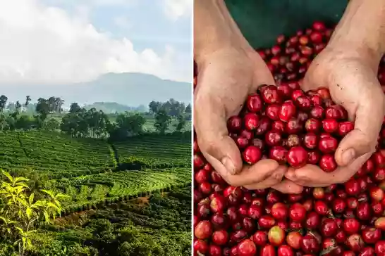 Coffee field